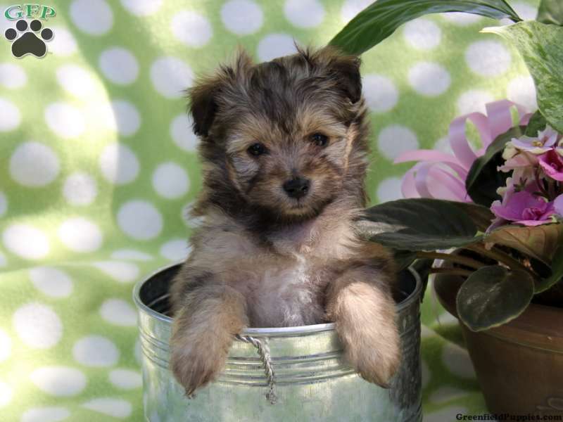 Maltipom