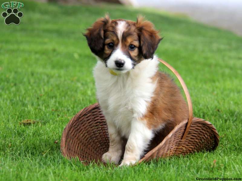 Miniature Collie Mix