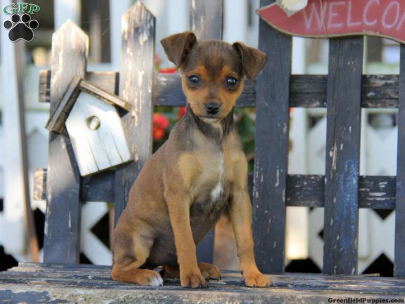 Miniature Pinscher Mix