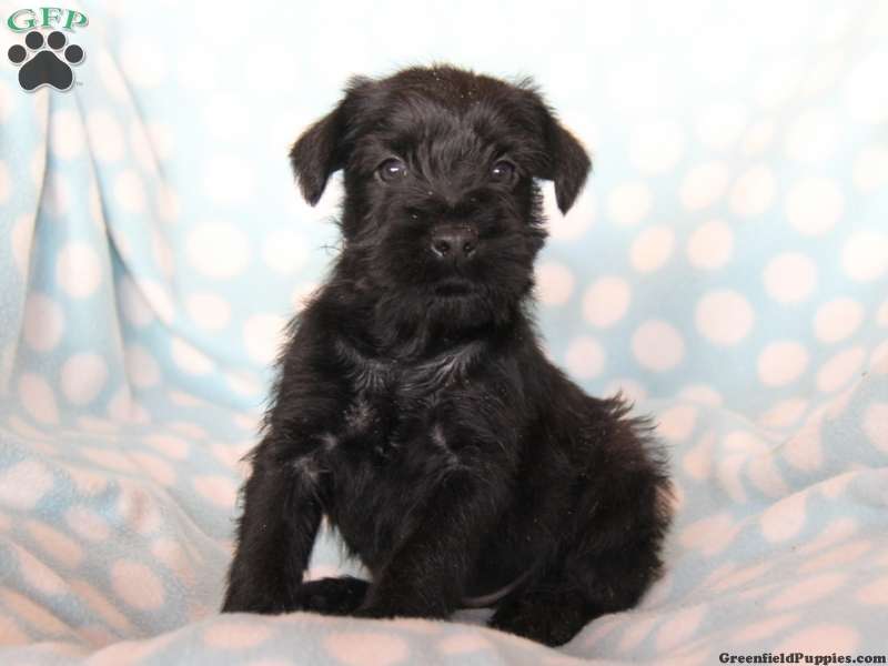 Standard Schnauzer