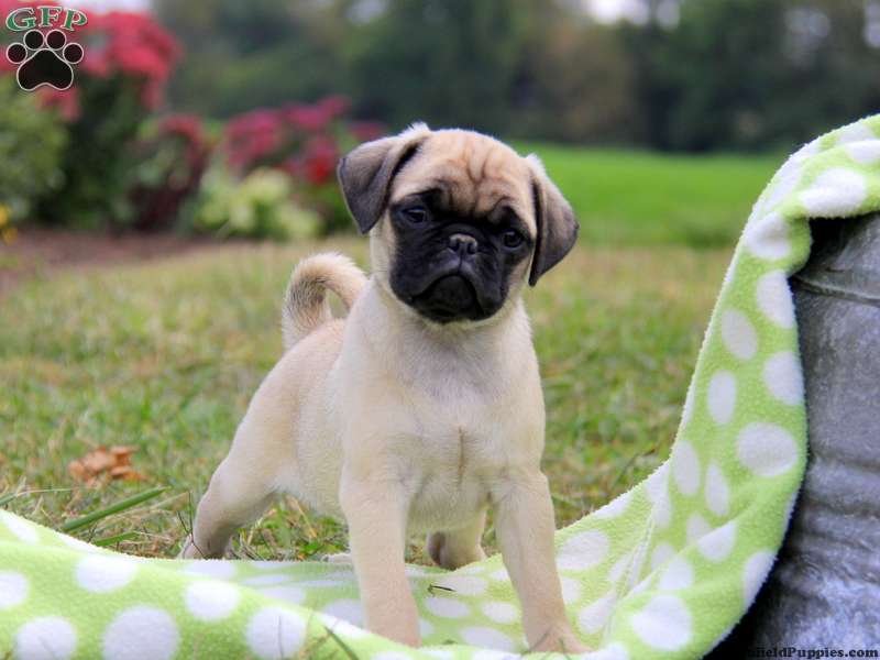 Puginese