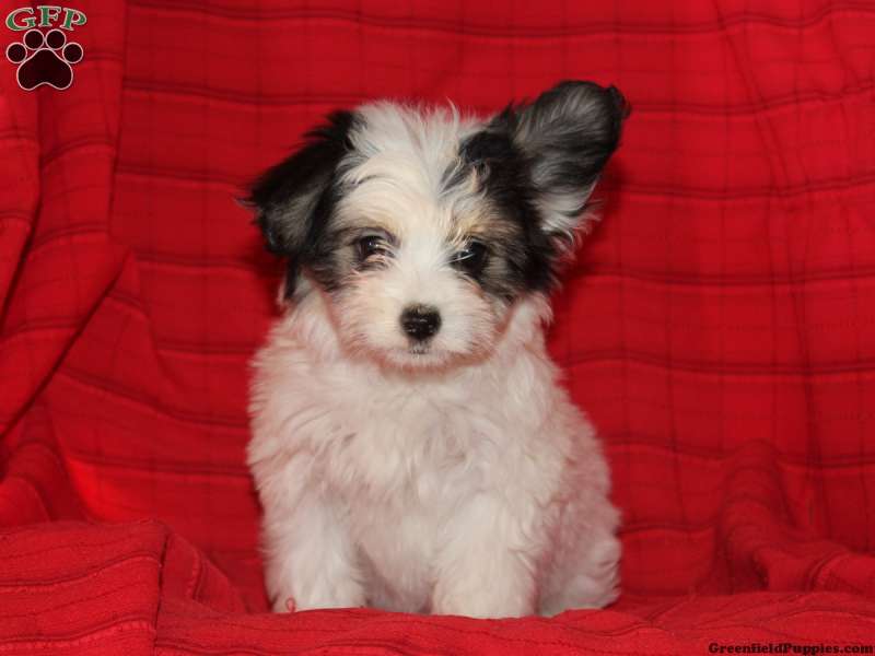 Papillon Mix
