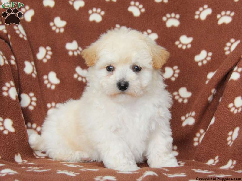 Lhasa-Chon