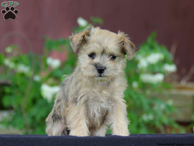 Miniature Schnauzer Mix