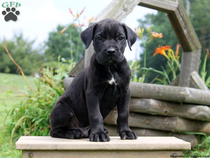 Presa Cane Canario