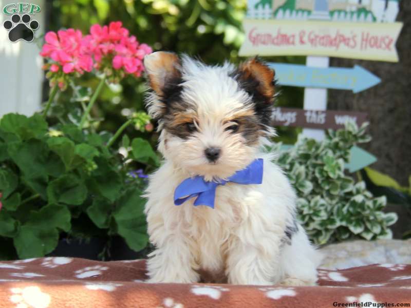 Biewer Terrier