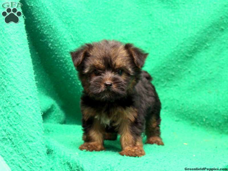 Silky Terrier