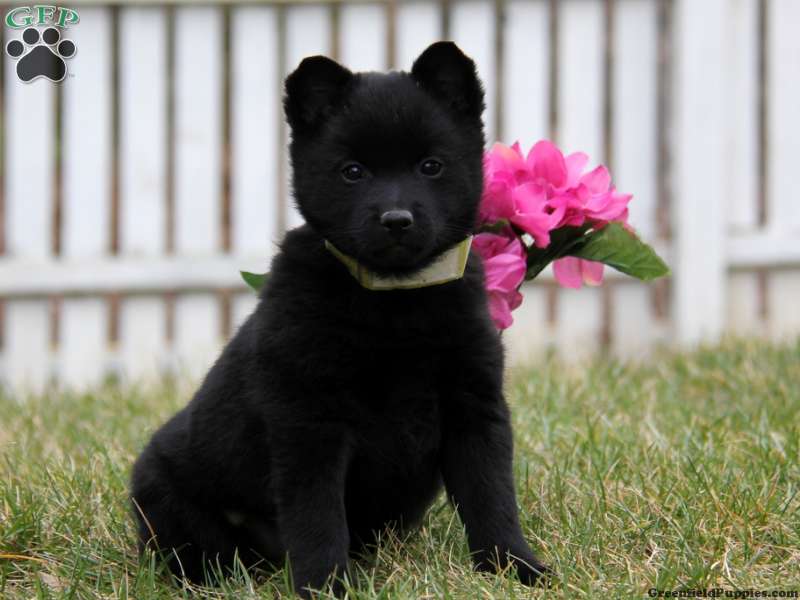 Schipperke