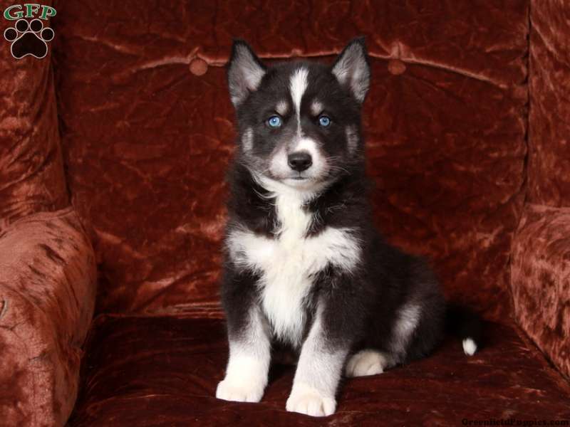 Siberian Samoyed