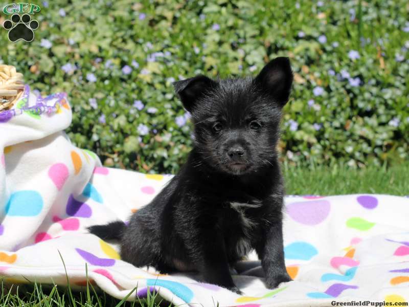 Schipperke Mix