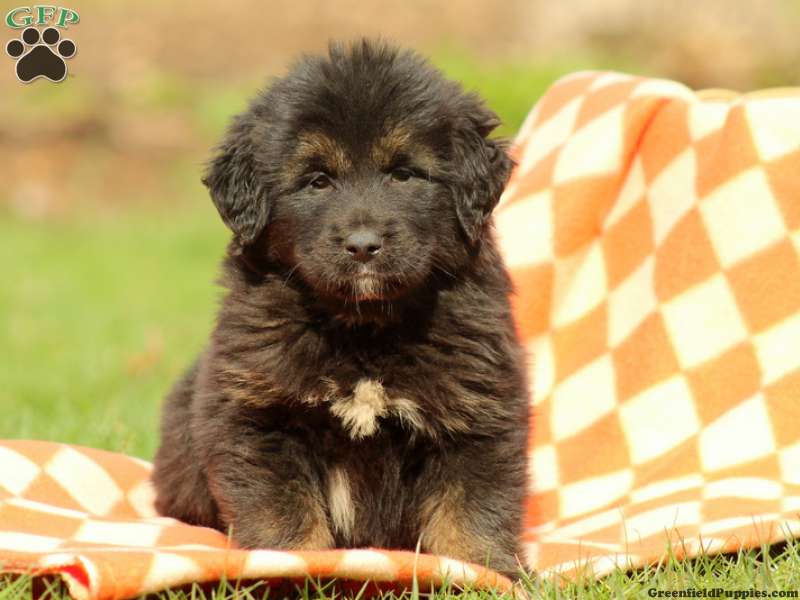 Tibetan Mastiff