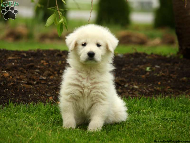 Maremma Sheepdog Mix