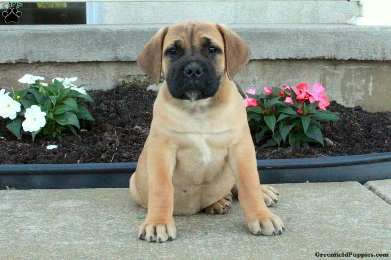 African Boerboelalino