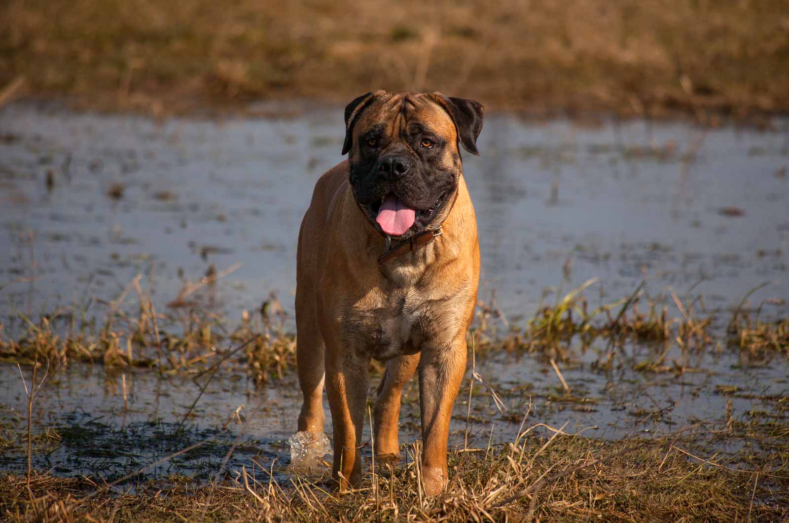 African Boerboelalino