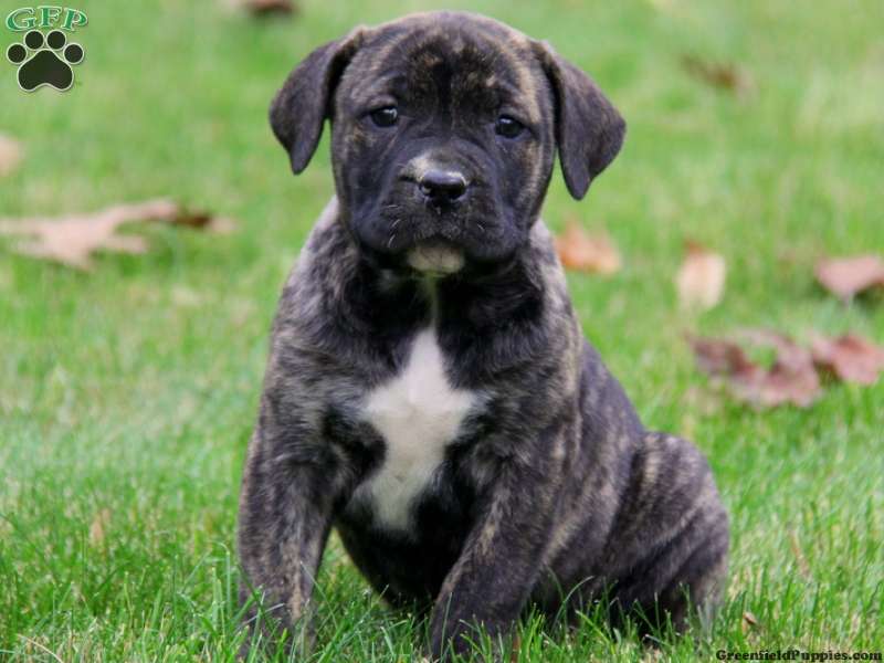 African Boerboel Mix