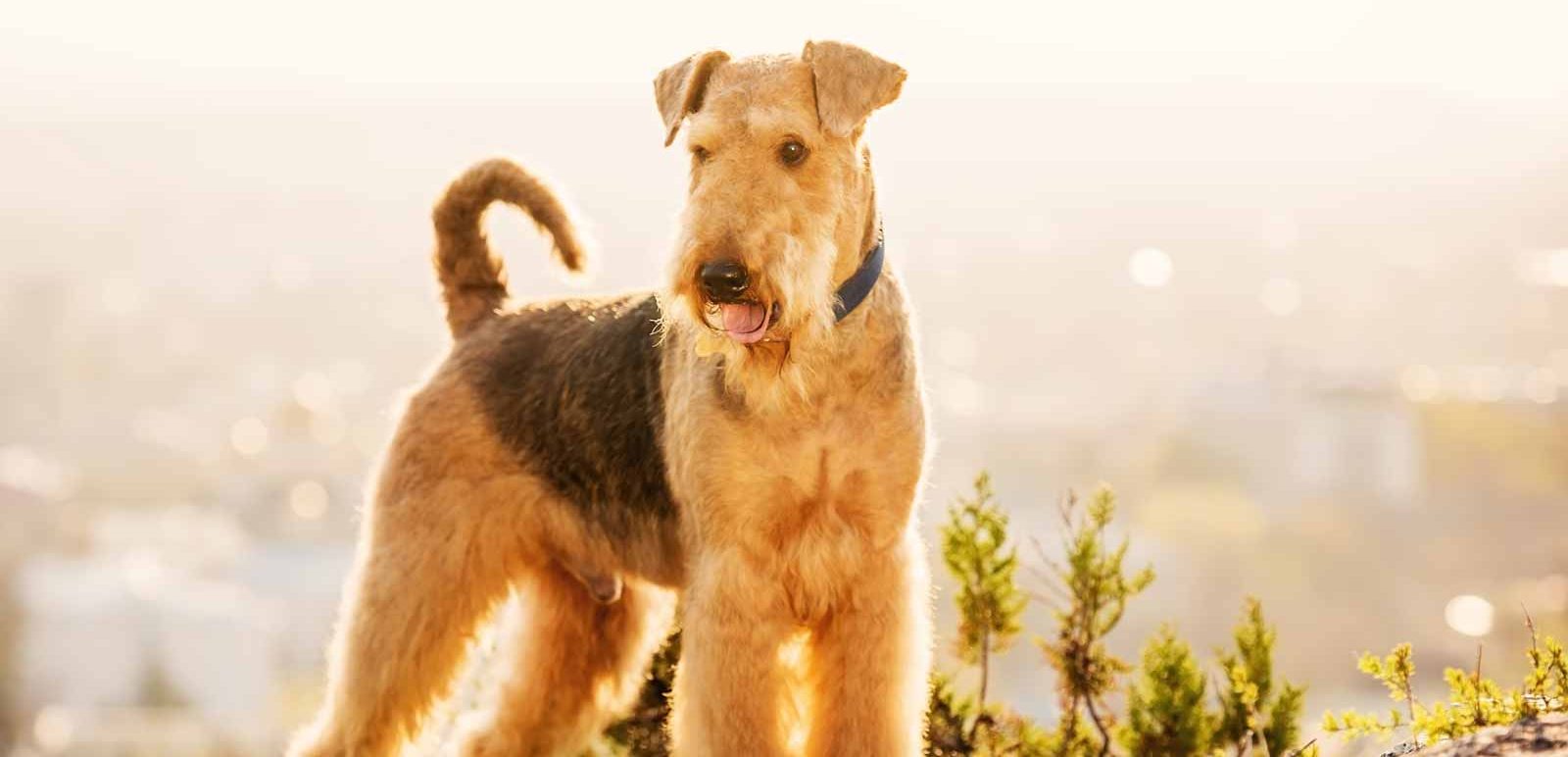 Airedale Terrier