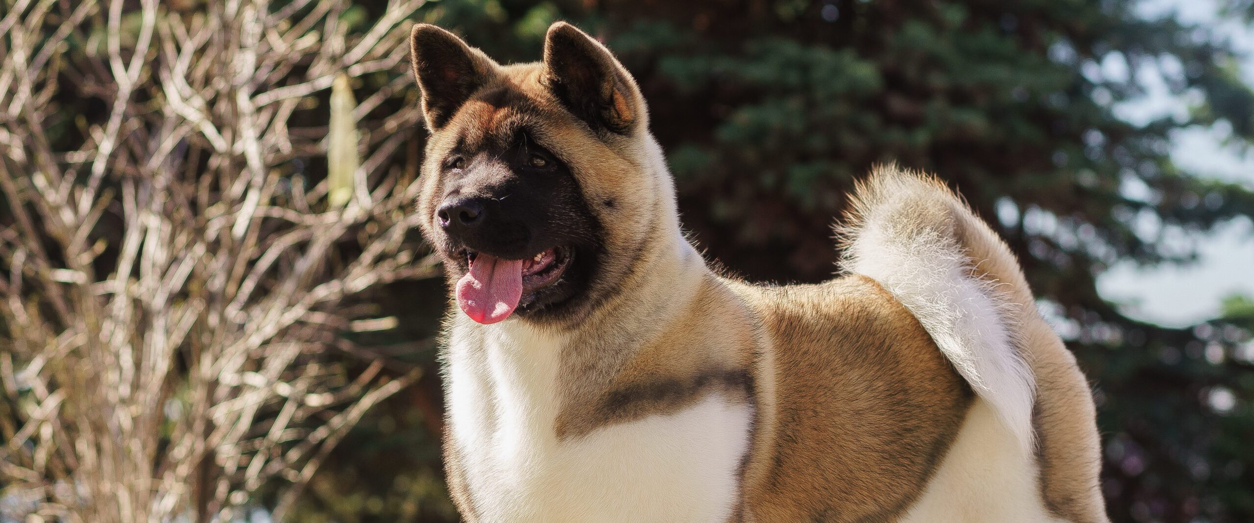 Akita