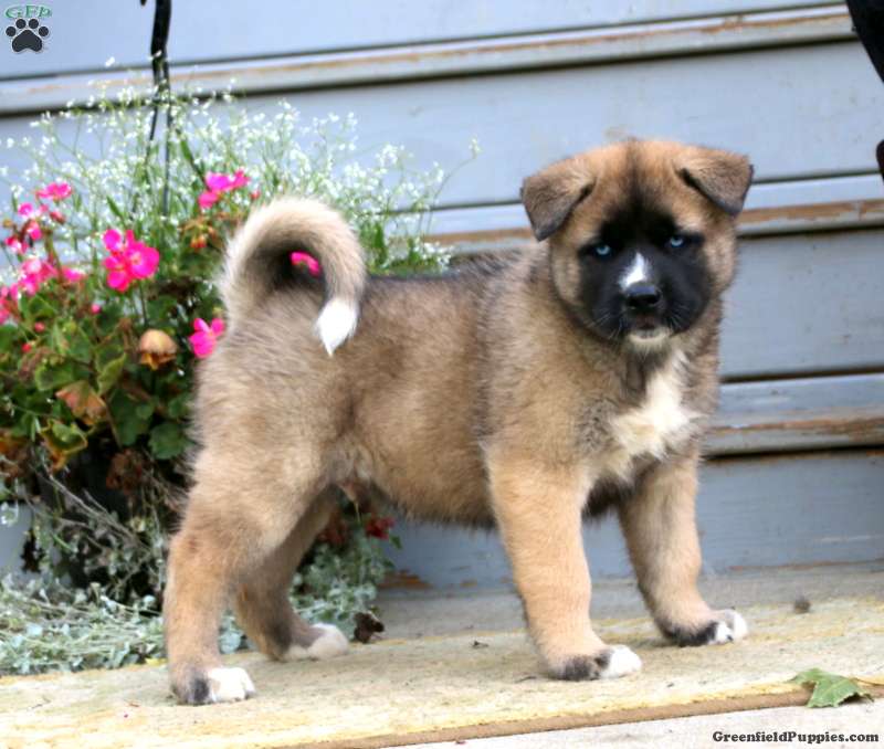 Akita Mix