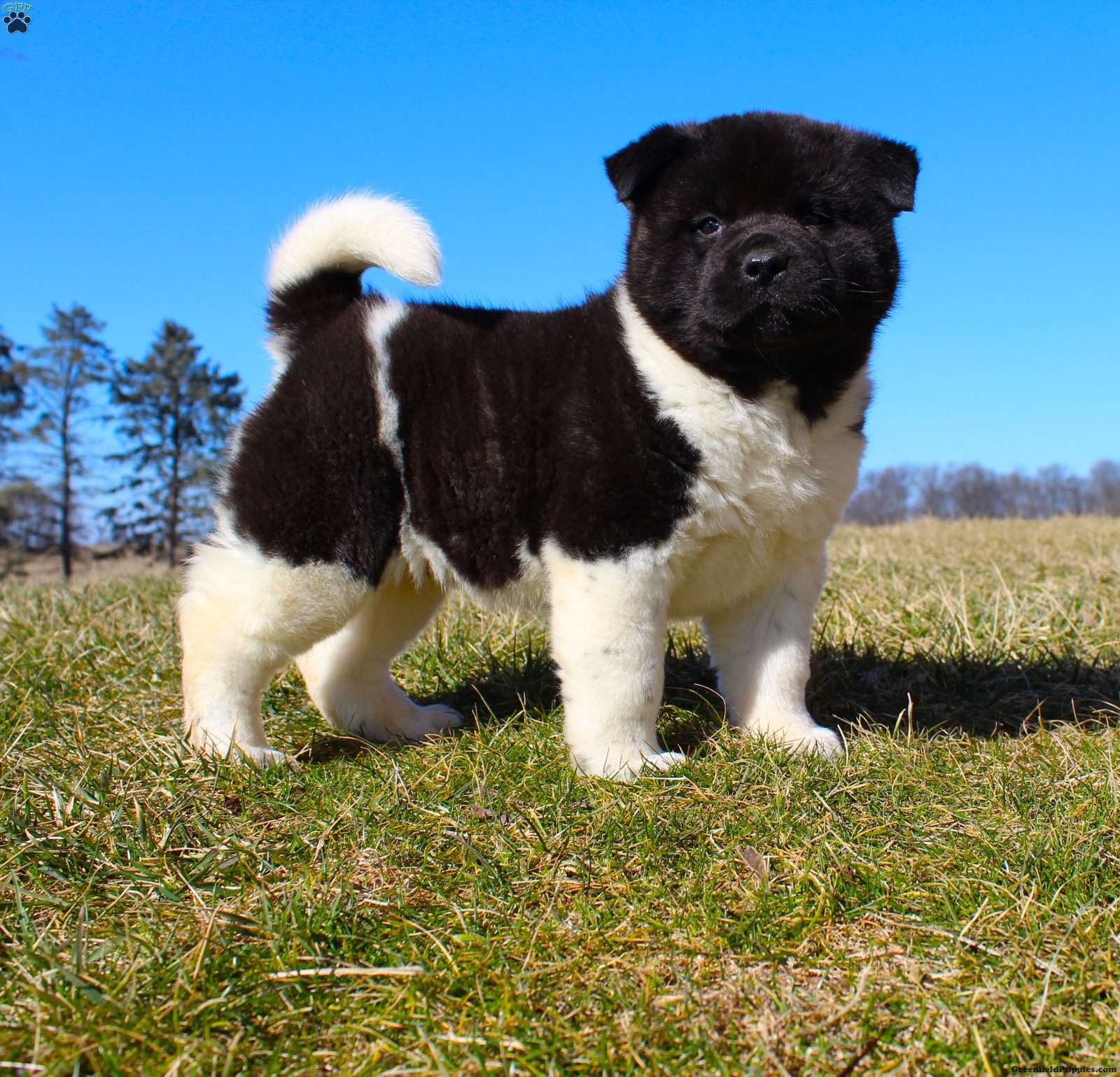 Akita