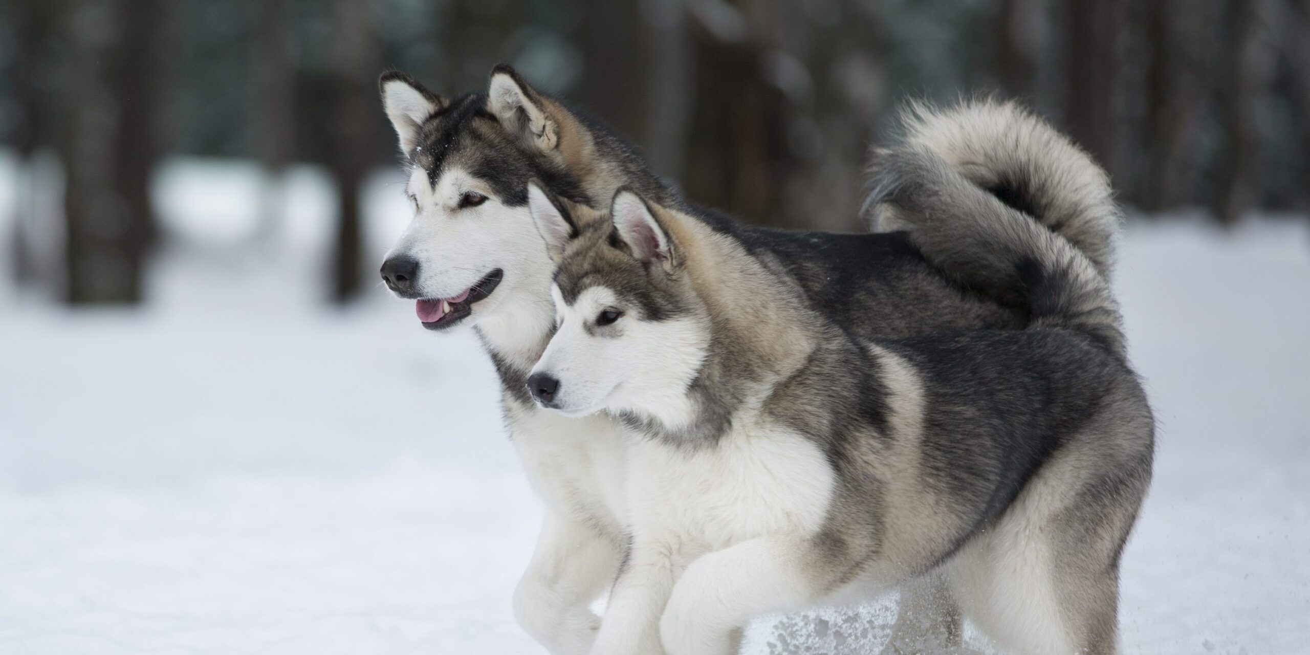 Alaskan Malamute