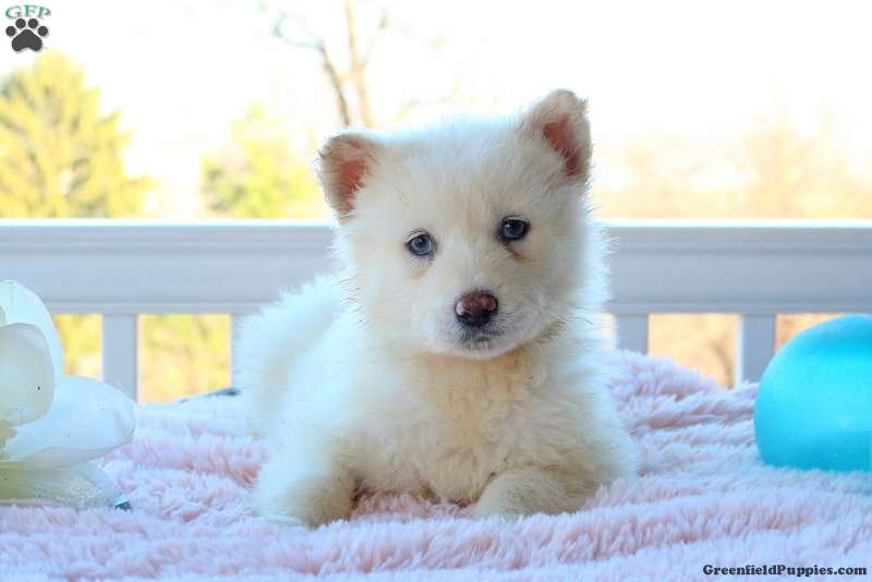 Alaskan Malamute Mix