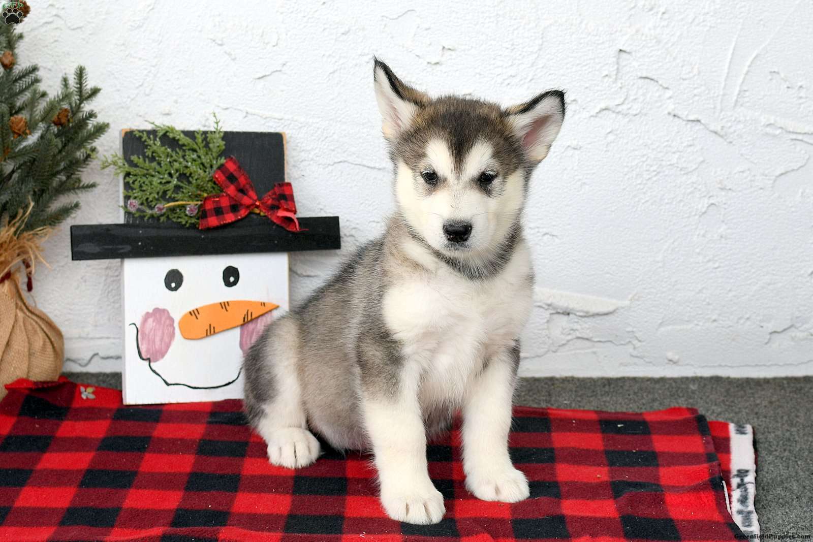 Alaskan Malamute