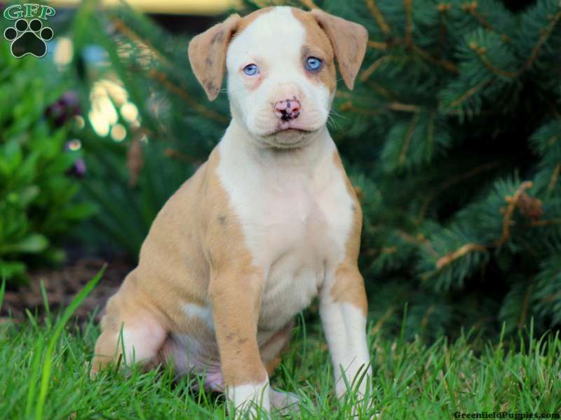 American Bulldog Mix