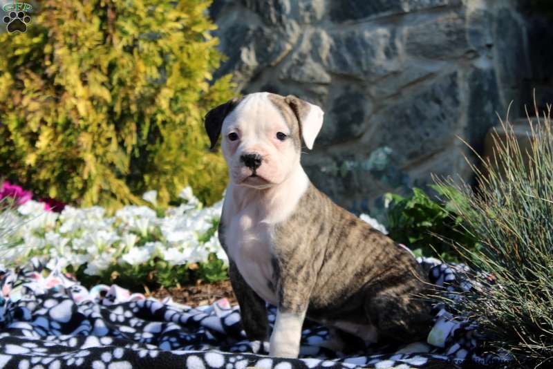 American Bulldog