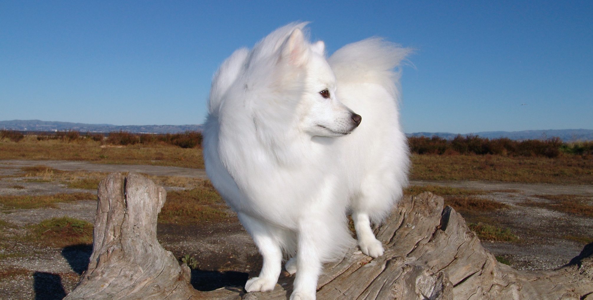 American Eskimo