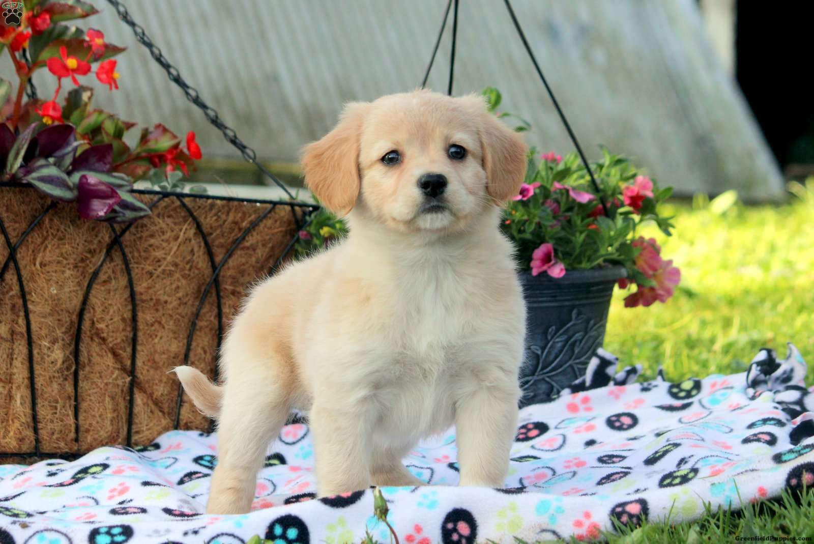 American Eskimo Mix