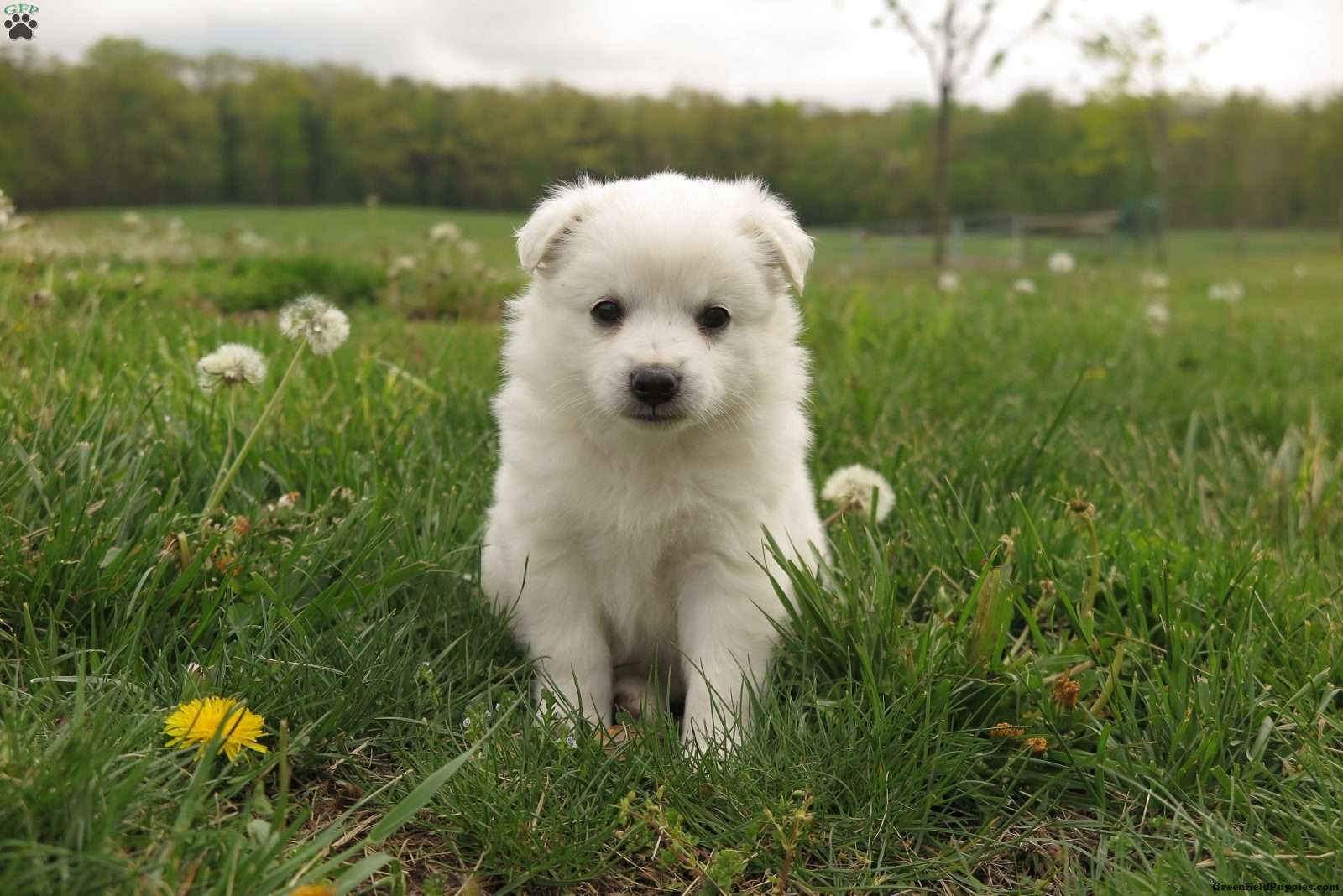American Eskimo