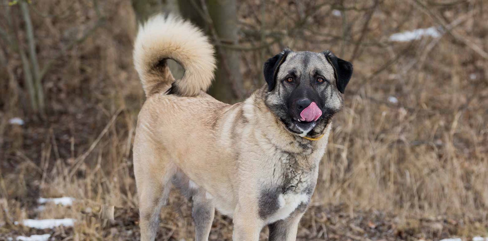 Anatolian Shepherd