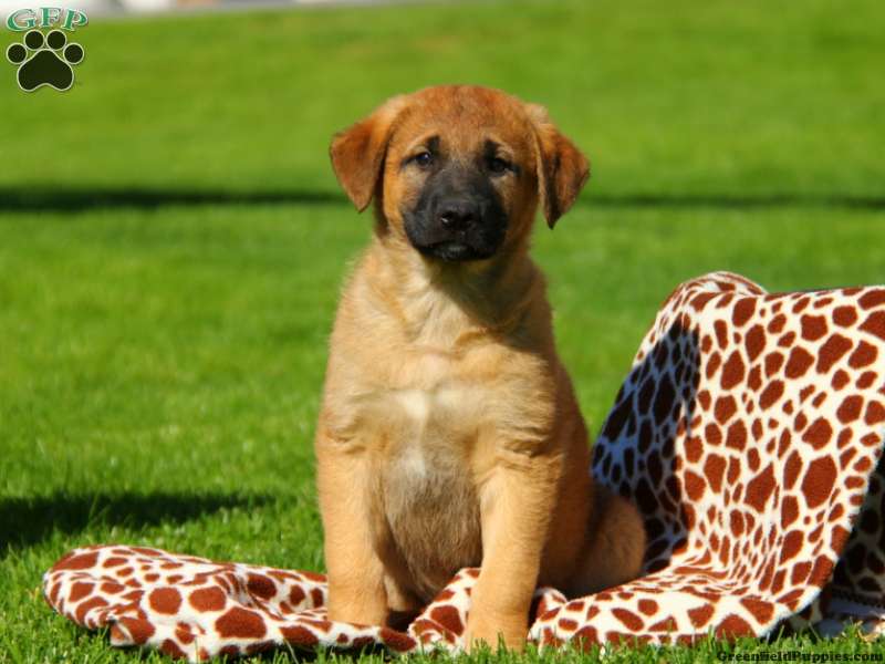 Anatolian Shepherd Mix