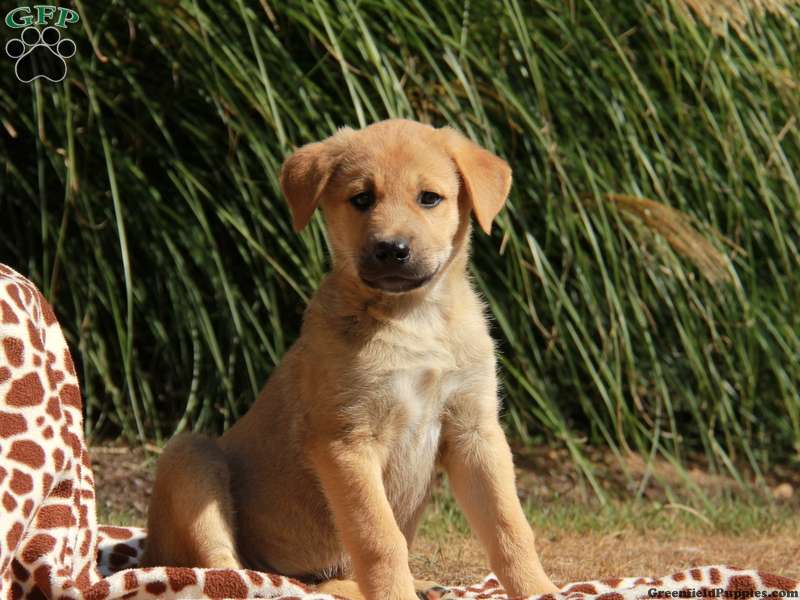 Anatolian Shepherd
