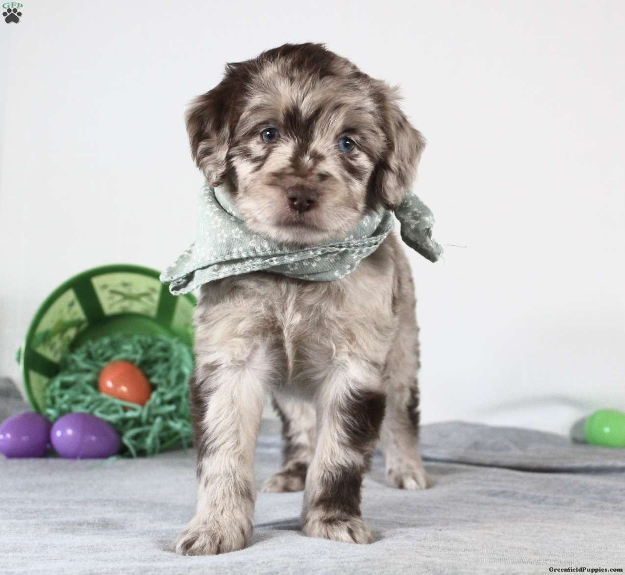 Aussiedoodle