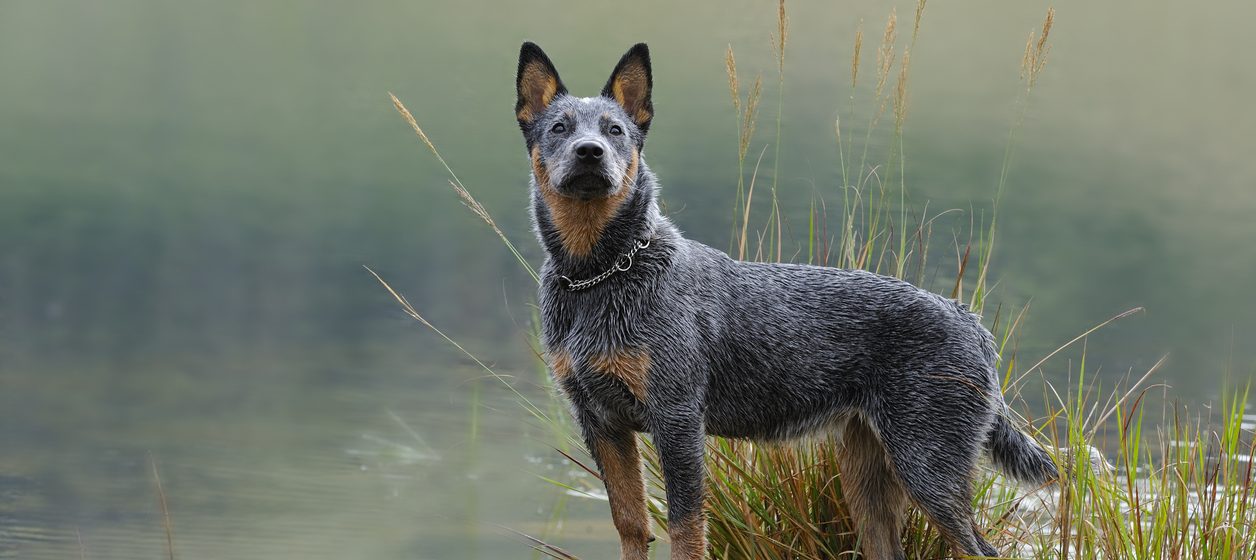 Blue Heeler - Australian Cattle Dog