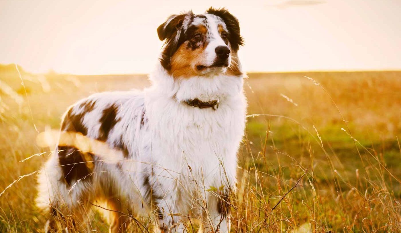 Australian Shepherd