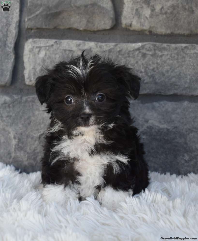 Toy Australian Shepherd Mix