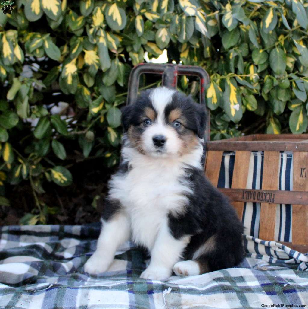 Australian Shepherd
