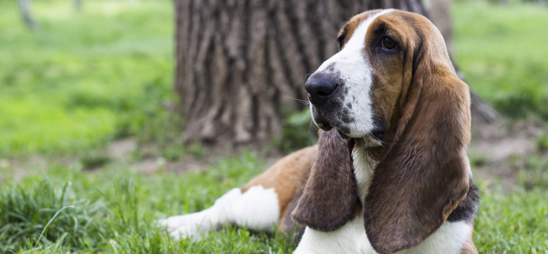 Basset Hound