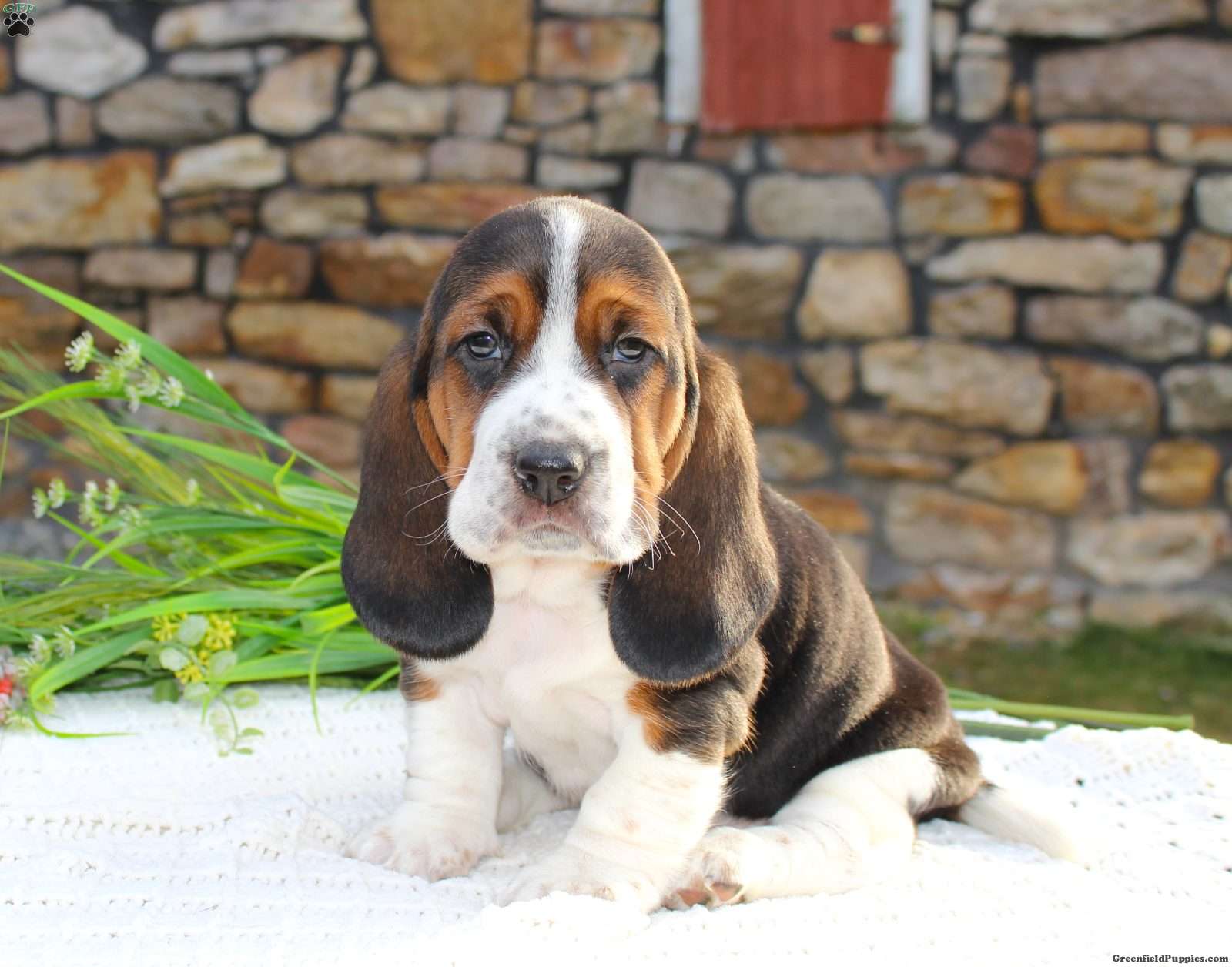 Basset Hound Mix