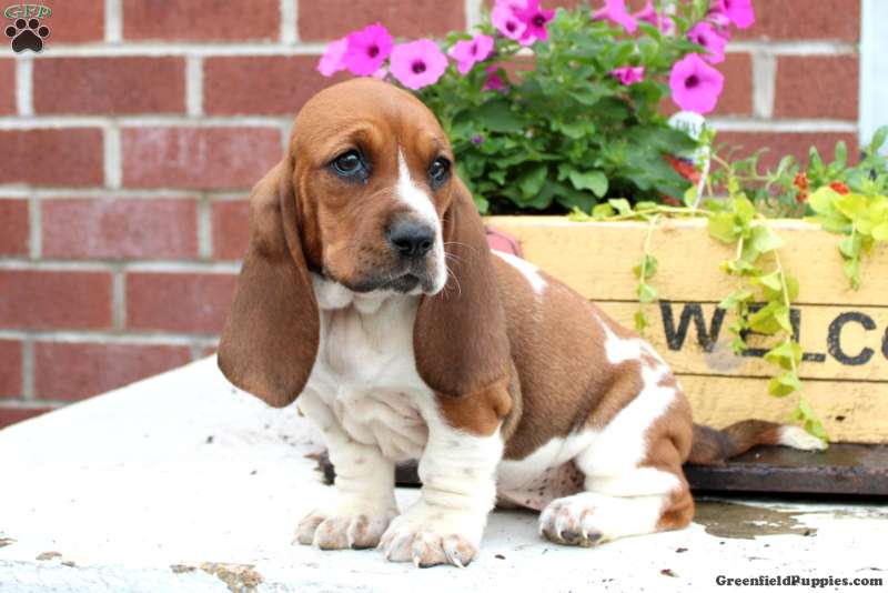 Basset Hound