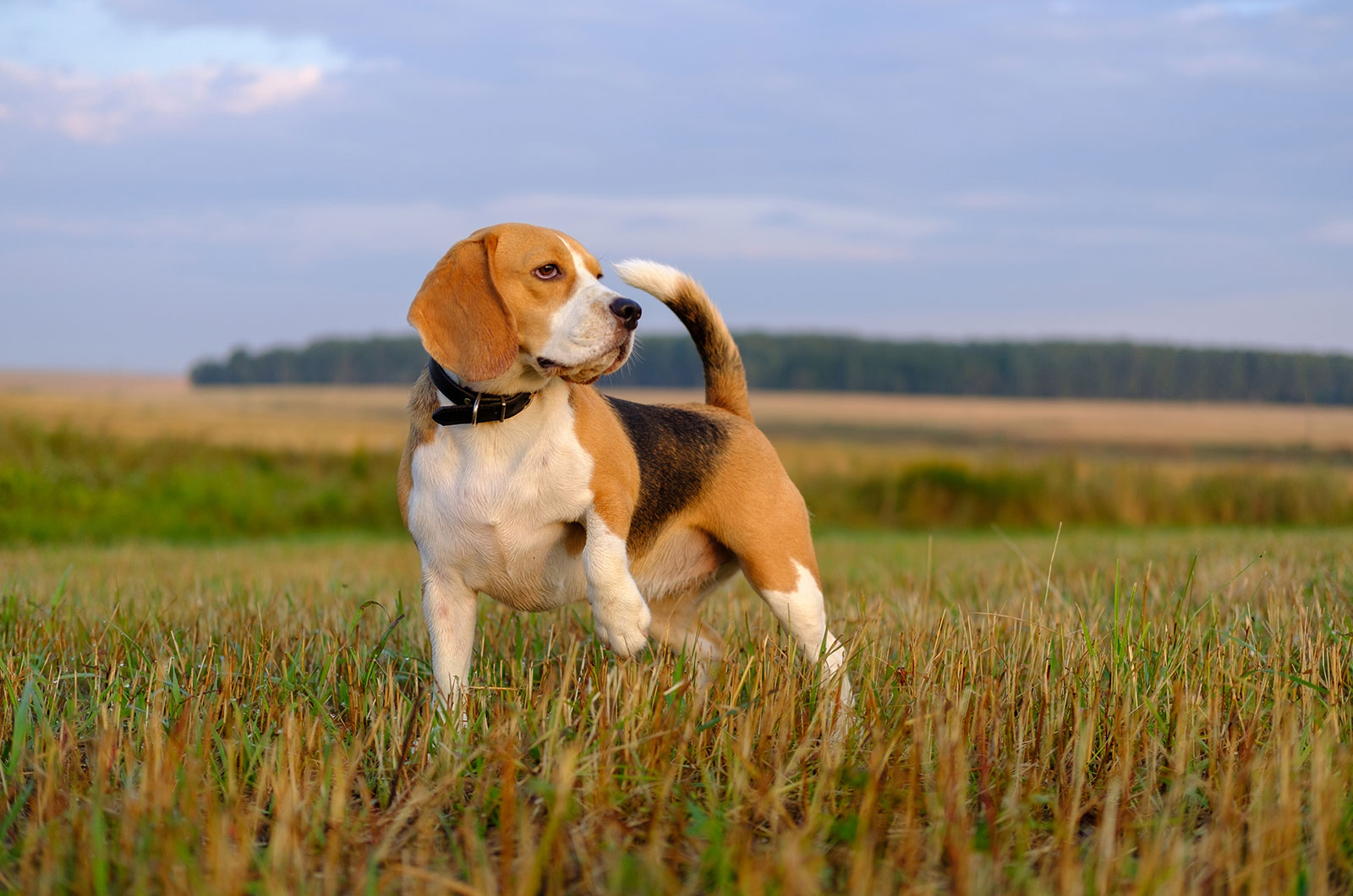 Beagle