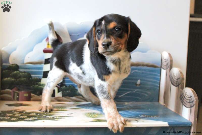 Beagle Mix