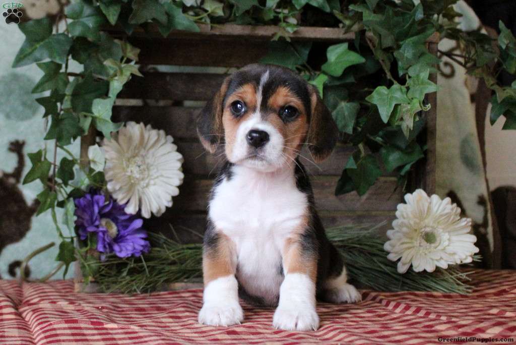 Beagle