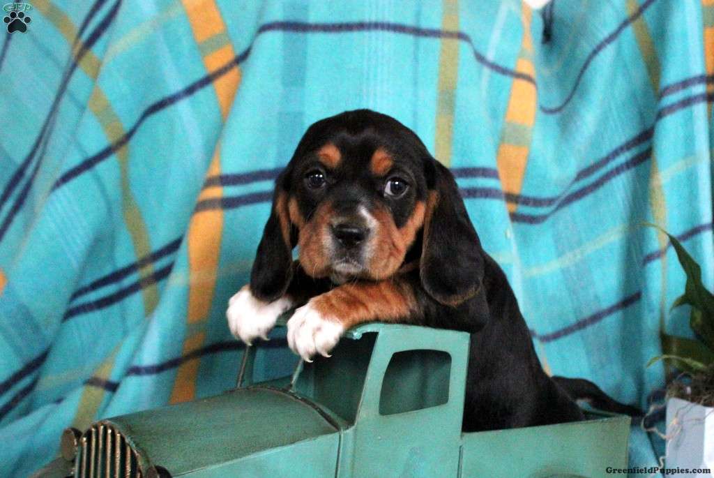 Beaglier