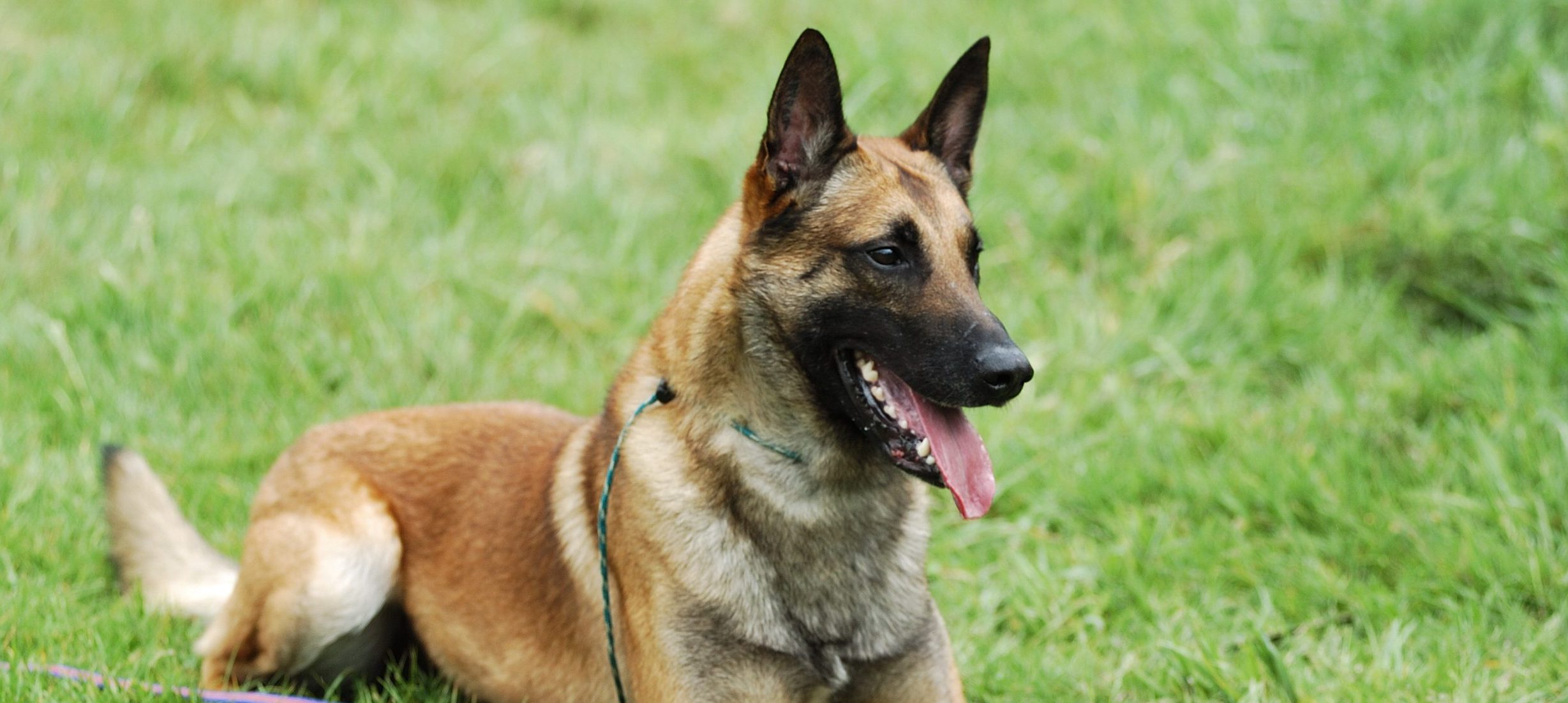 Belgian Malinois