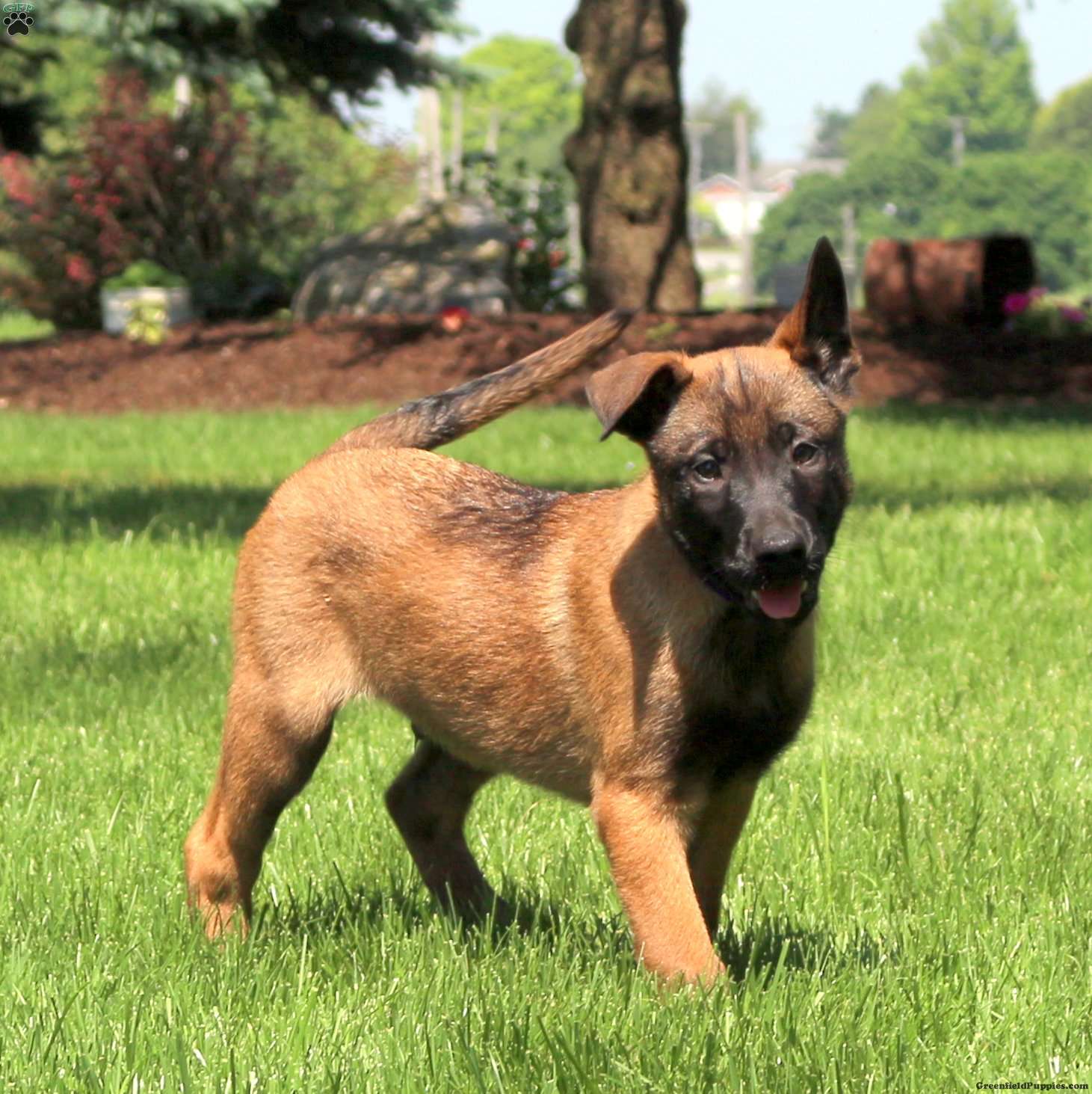 Belgian Malinois