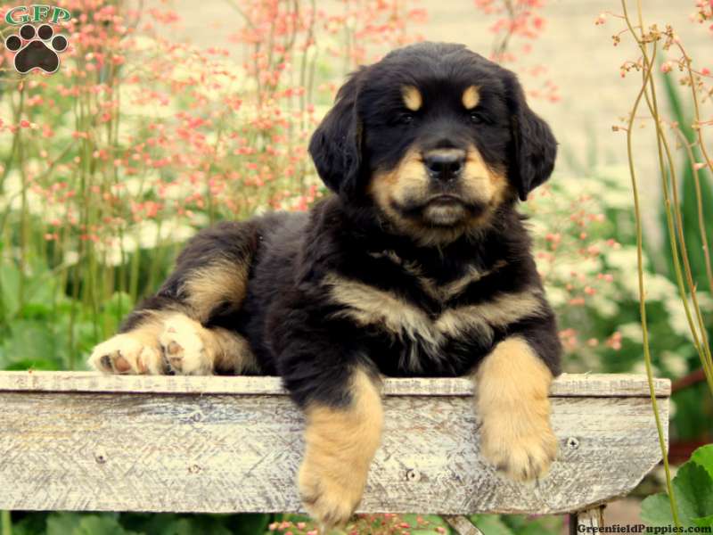 Bernese Golden Mountain Dog