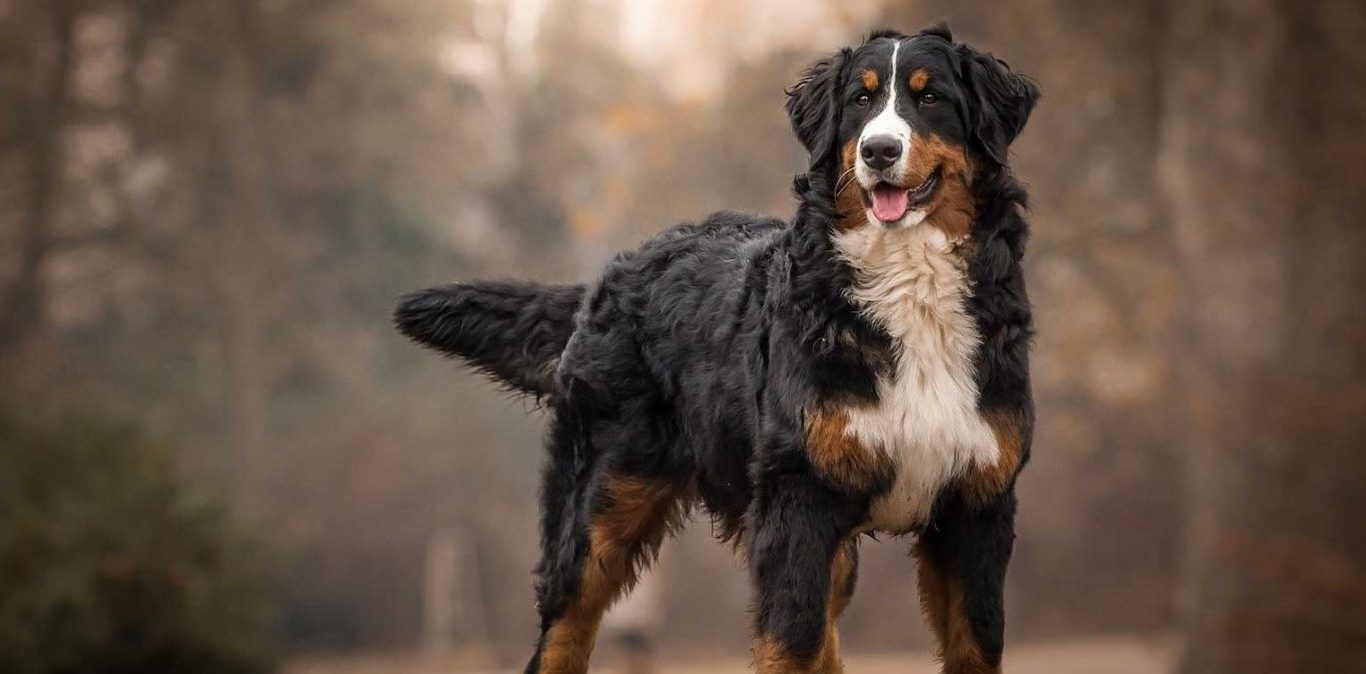 Bernese Mountain Dog